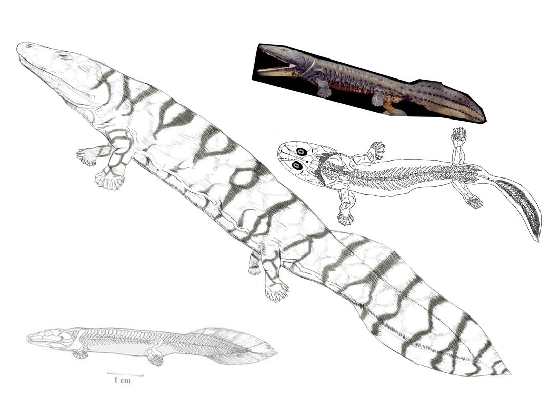 Acanthostega &amp; references