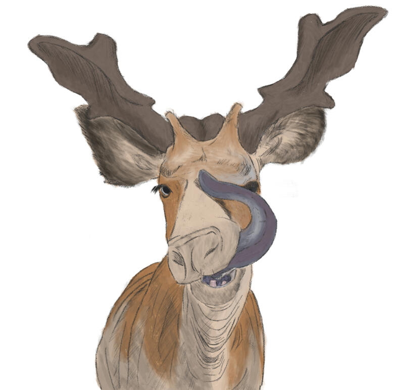 Sivatherium giganteum