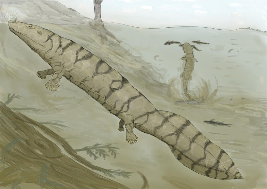 Acanthostega